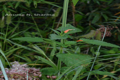 Leonotis nepetifolia